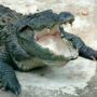 mugger crocodile