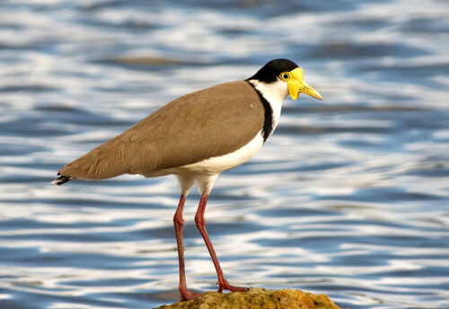 masked lapwing
