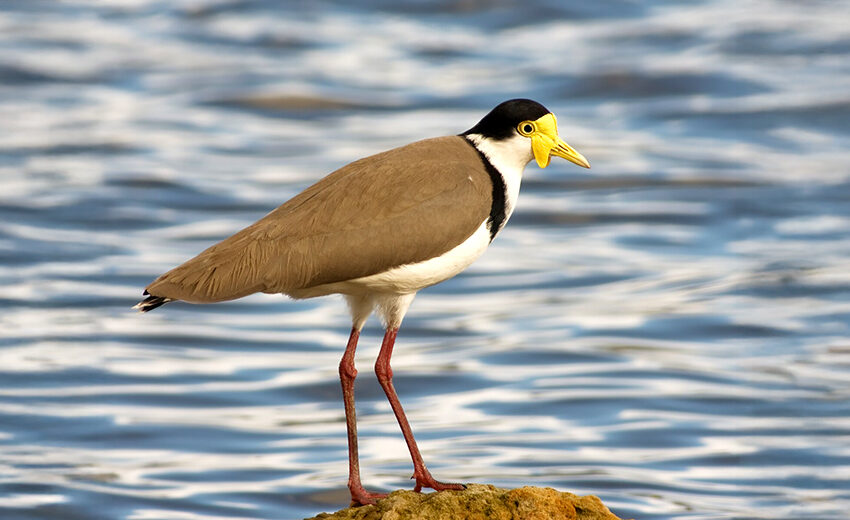 masked lapwing