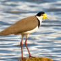 masked lapwing