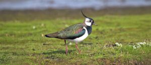 northern lapwing