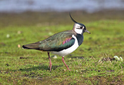 northern lapwing