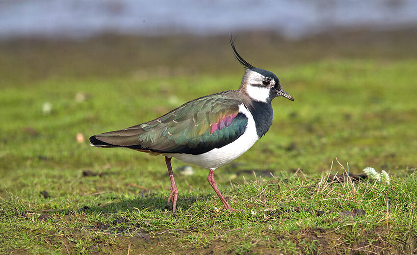 northern lapwing