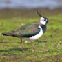 northern lapwing