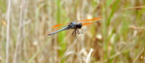 purple skimmer