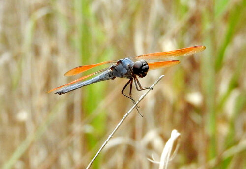 purple skimmer