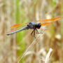purple skimmer