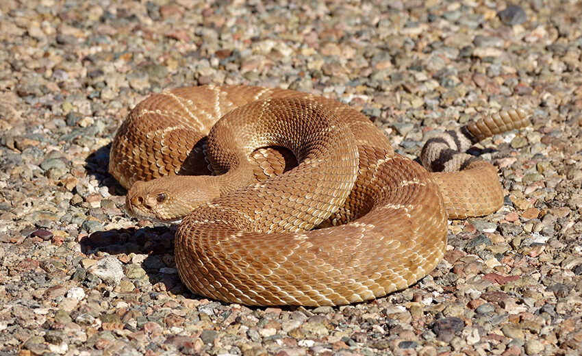 red diamond rattlesnake