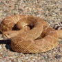 red diamond rattlesnake