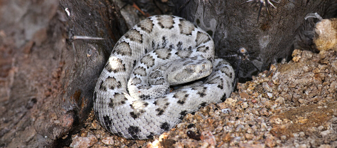 Santa Catalina rattlesnake