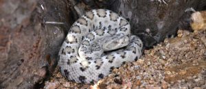 Santa Catalina rattlesnake