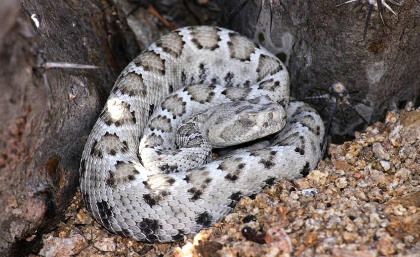Santa Catalina rattlesnake