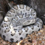 Santa Catalina rattlesnake