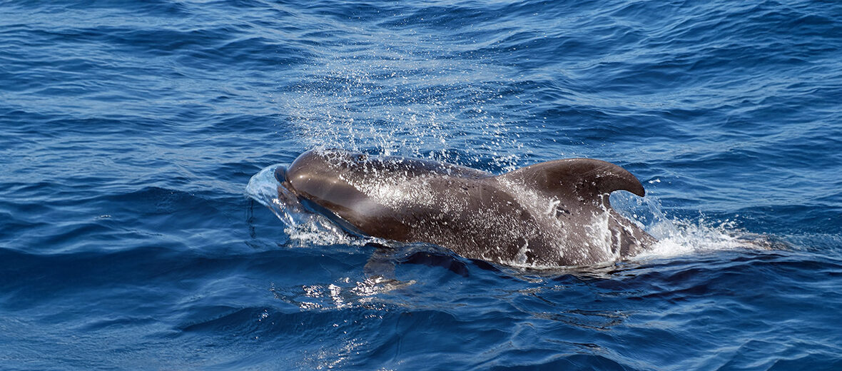 short-finned pilot whale