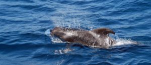 short-finned pilot whale