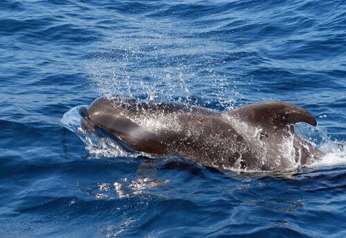 short-finned pilot whale