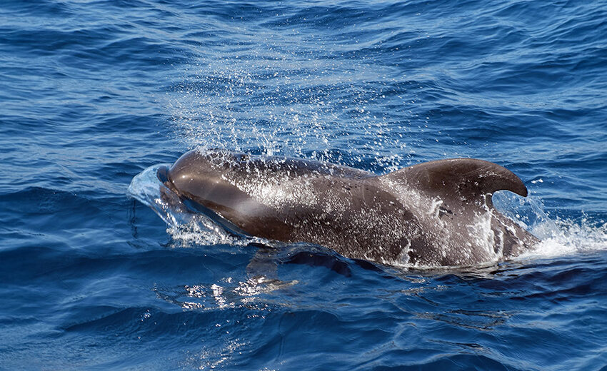 short-finned pilot whale