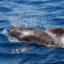 short-finned pilot whale