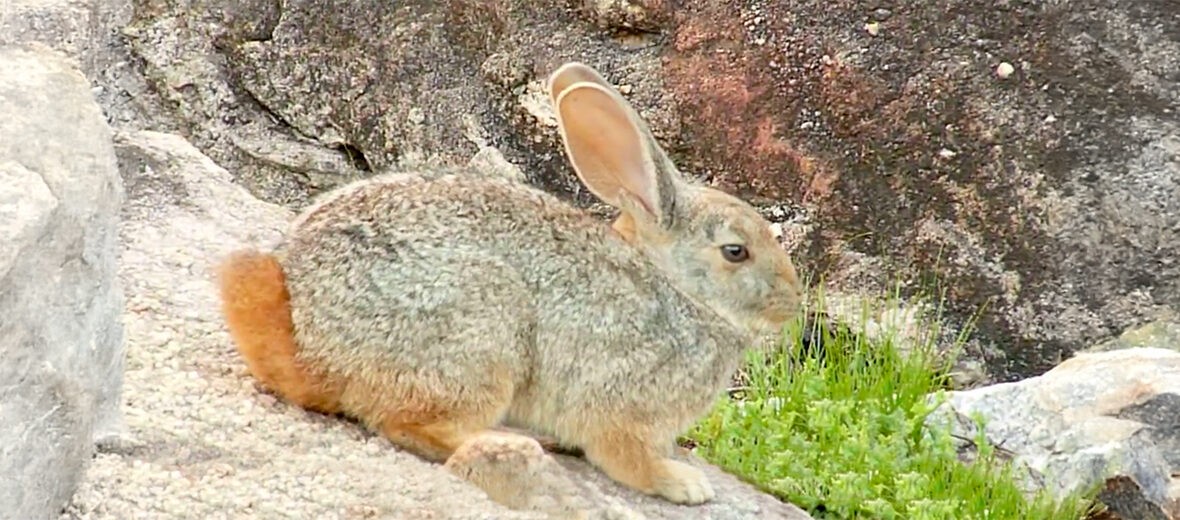 Smith's red rock hare