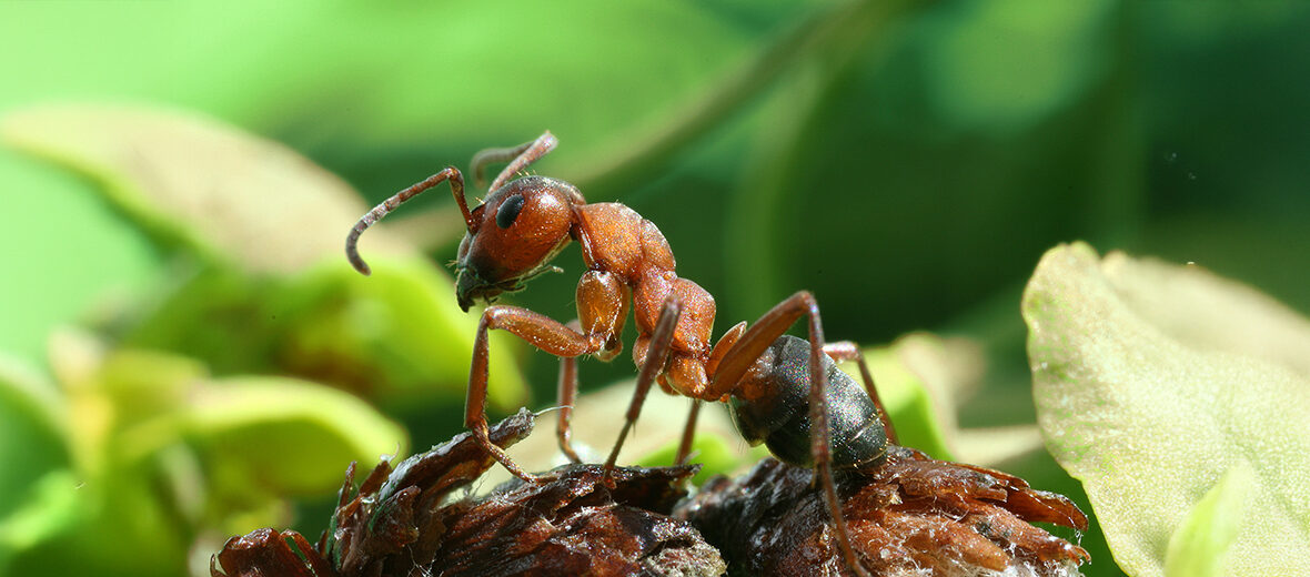 southern wood ant
