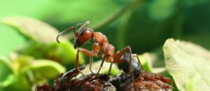 southern wood ant
