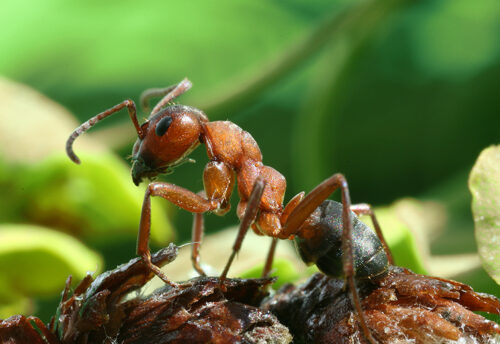 southern wood ant