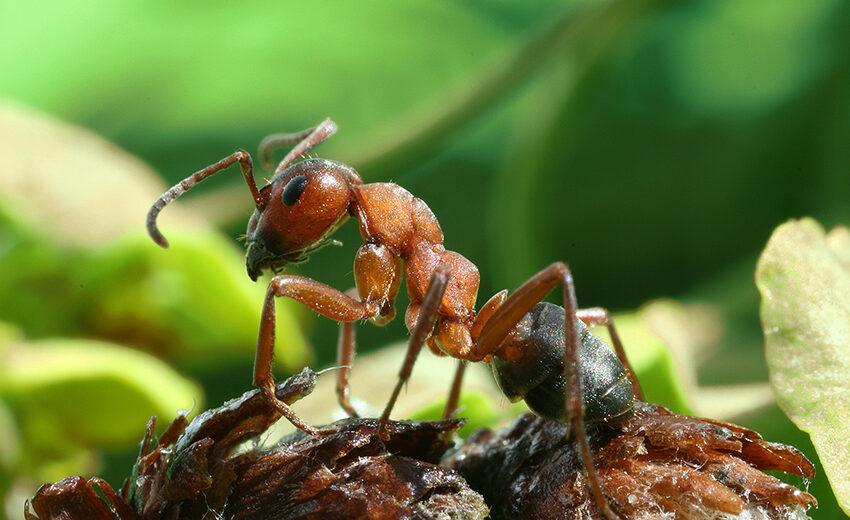southern wood ant