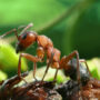 southern wood ant