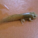 Tadpole Continues to Develop