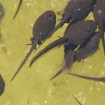 Tadpoles with Legs