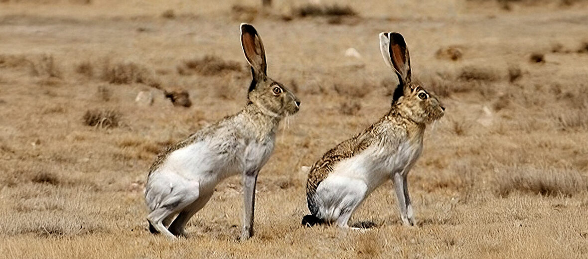 white-sided jackrabbit