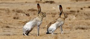 white-sided jackrabbit