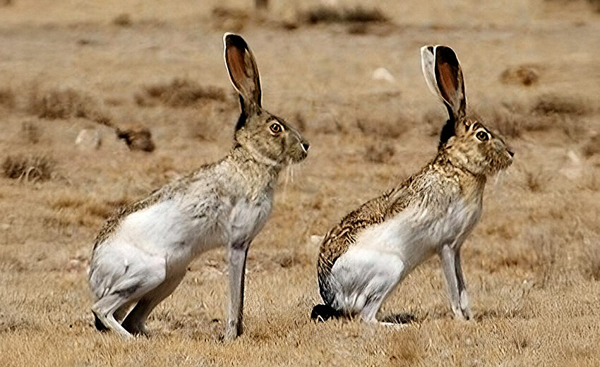 white-sided jackrabbit