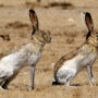 white-sided jackrabbit