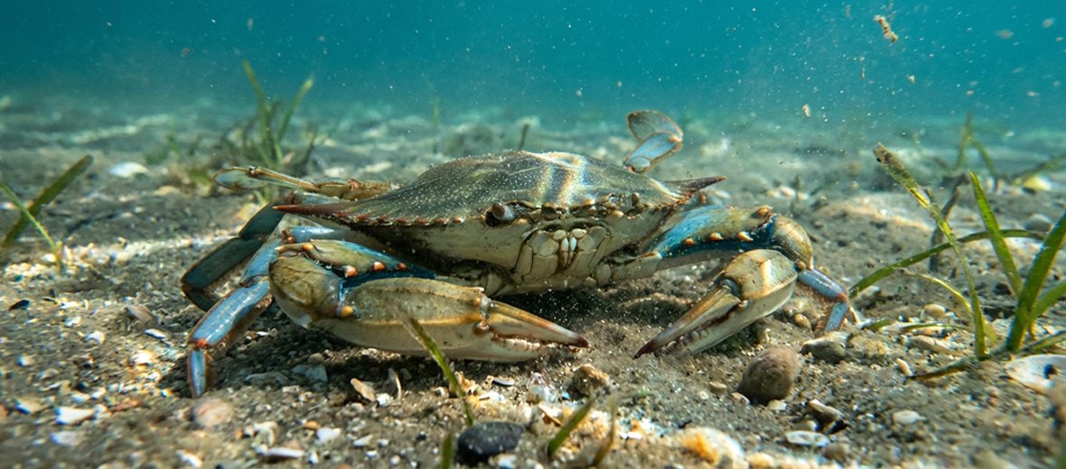 Atlantic blue crab