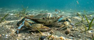 Atlantic blue crab