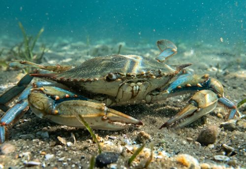 Atlantic blue crab