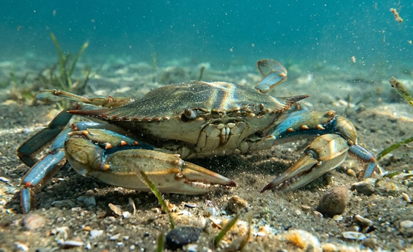 Atlantic blue crab