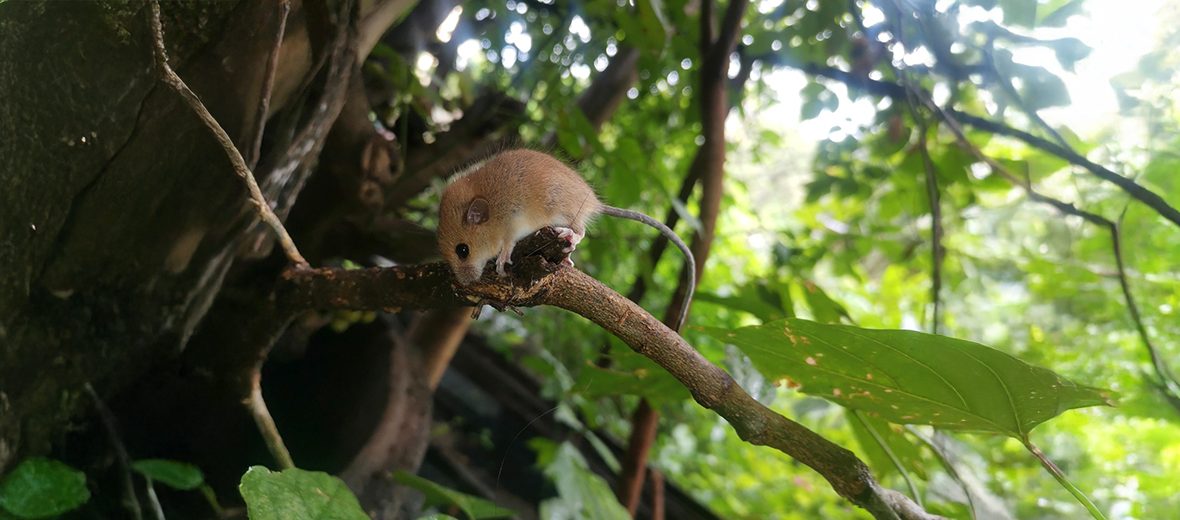 Asiatic long-tailed climbing mouse