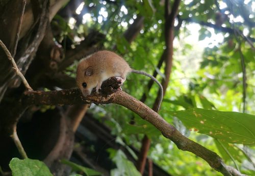 Asiatic long-tailed climbing mouse