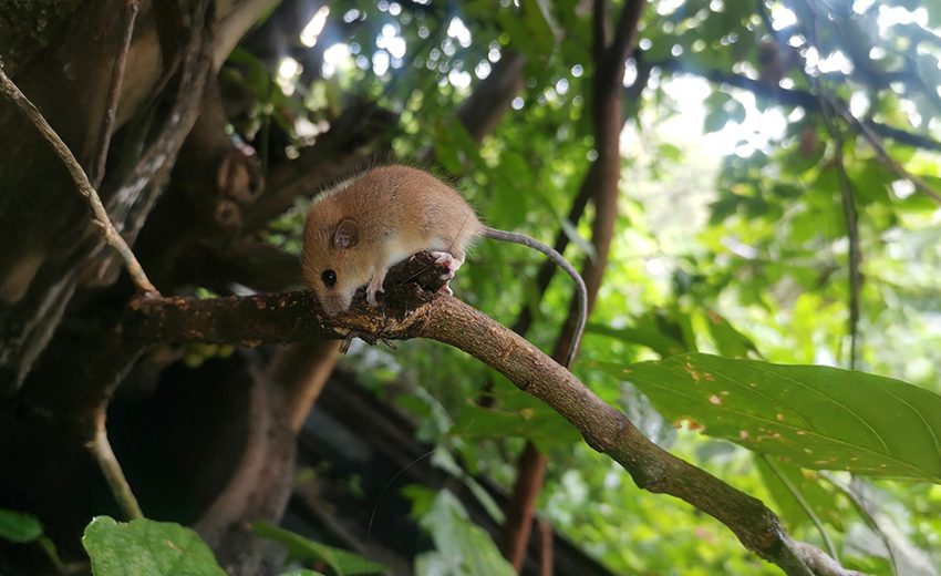 Asiatic long-tailed climbing mouse