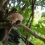 Asiatic long-tailed climbing mouse