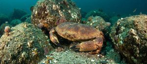 brown crab