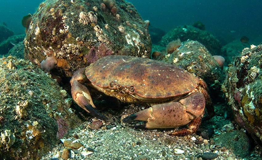 brown crab