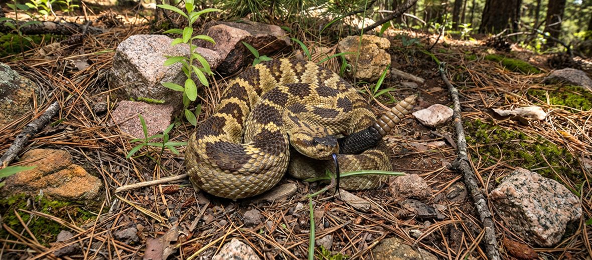 black-tailed rattlesnake