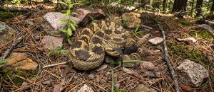 black-tailed rattlesnake