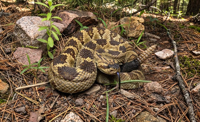 black-tailed rattlesnake