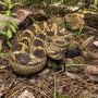 black-tailed rattlesnake