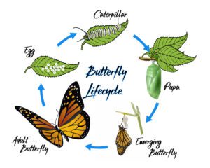 Butterfly Lifecycle