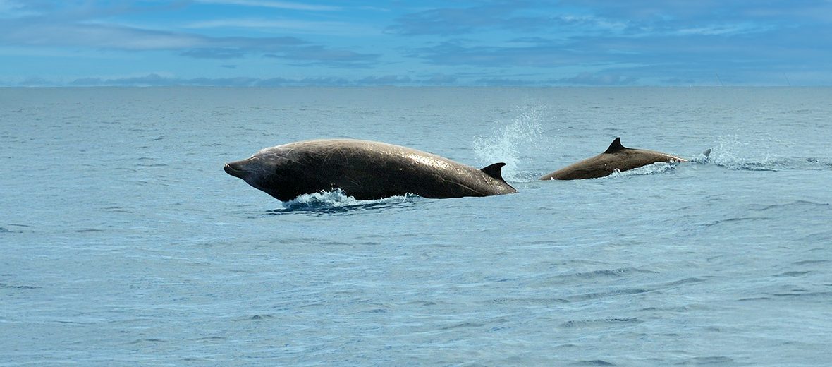 Cuvier's beaked whale